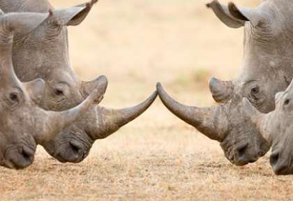 rhinocéros blancs