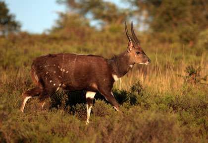 bushbuck