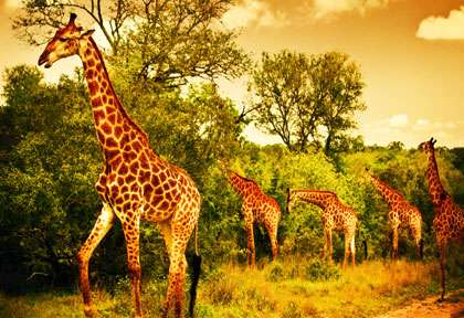 girafes