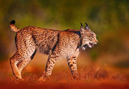 Espagne Andalousie - Lynx Ibérique - shutterstock ondrej prosicky