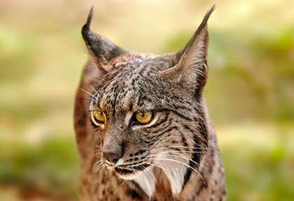 Espagne Andalousie - Lynx Ibérique - shutterstock perpis