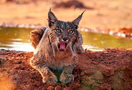 Espagne Andalousie - Lynx Ibérique - shutterstock stockphotoastur