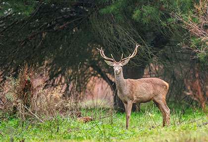 Espagne Andalousie - Taiga Spirit