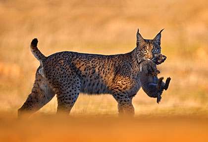 Espagne Andalousie - Lynx Ibérique - shutterstock ondrej prosicky
