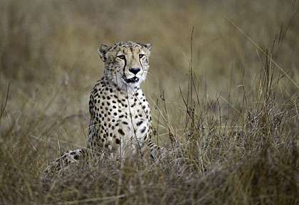 guépard © Wilderness - Dana Allen