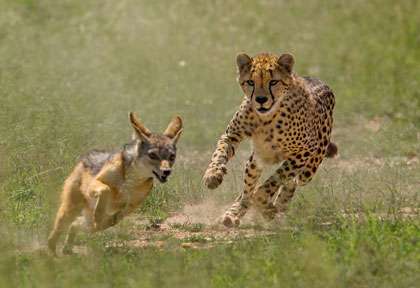 © Shutterstock - Viju Jose