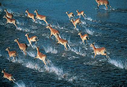 Antilopes dans l'Okavango
