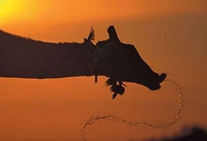girafe dans l'Okavango
