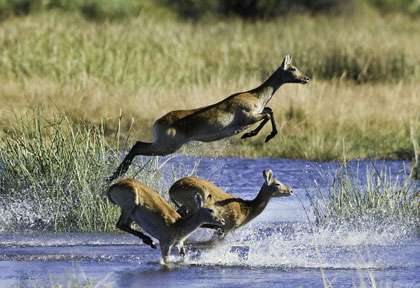Antilopes dans l'Okavango