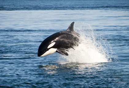 Norvège Orques Shutterstock Qingqing