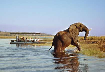 safari bateau à Chobe