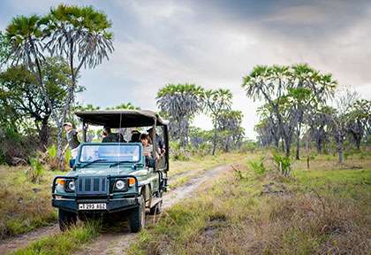 Tanzanie - Parc national de Saadani - Safari avec le Kasa Bay Lodge