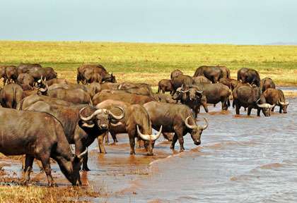 Buffles dans le parc de Matusadona