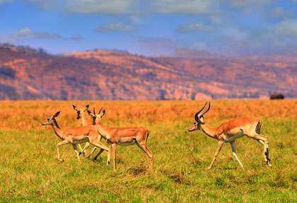 gazelles à Matusadona