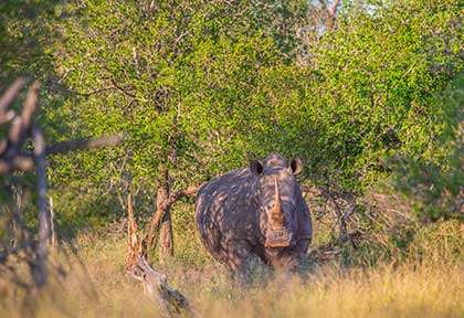 Eswatini - Parc national de Hlane ©Istock, Firaxx