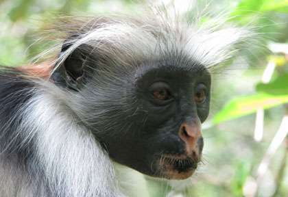 Singe de Jozani Forest