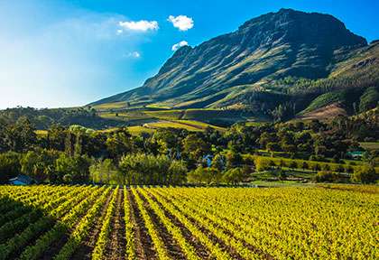 Vignoble sur la Route des vins