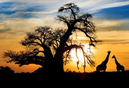 Coucher de soleil à Kruger