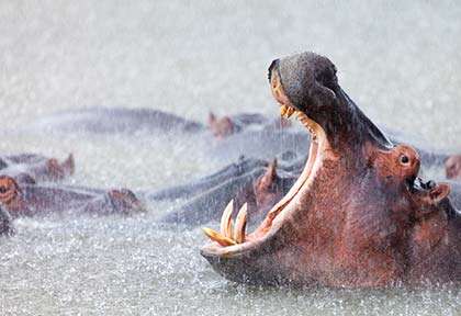 Hippopotame