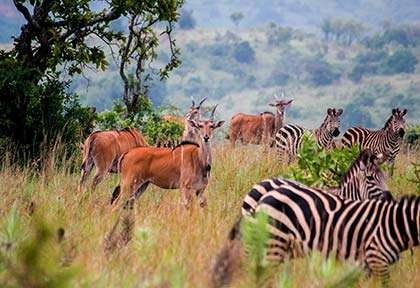 Rwanda - Parc national d'Akagera - Istock Boggy2