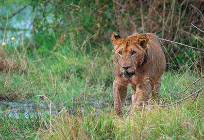 Rwanda - Parc national d'Akagera - Isock Leo Viktorov