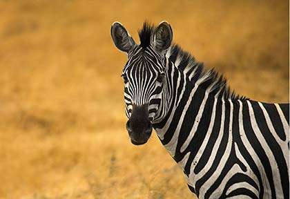 Rwanda - Parc national d'Akagera - Mihir Bhatt