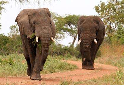 Rwanda - Parc national d'Akagera - Wild Frontiers