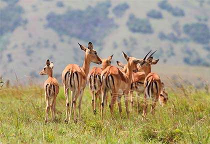Rwanda - Parc national d'Akagera - Wild Frontiers