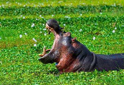 Rwanda - Parc national d'Akagera - iItock Lorsch