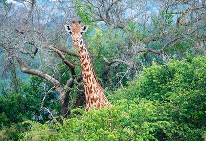 Rwanda - Parc national d'Akagera - Leo Viktorov