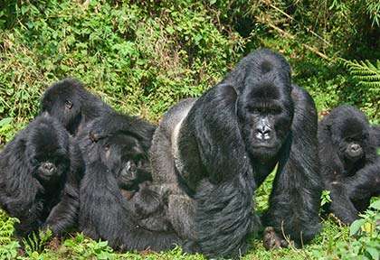 Rwanda - Gorilles du Parc national des Volcans - Fiona Ayerst