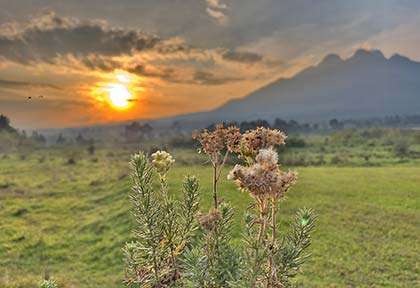 Rwanda - Parc national des Volcans - Istock Nick Shillan