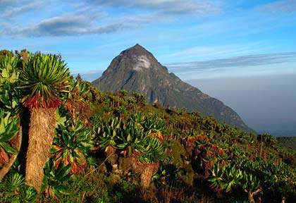 Rwanda - Parc national des Volcans - Mikeno Shutterstock Monika Hrdinova