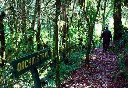 Rwanda - Parc national de Nyungwe - Wild Frontiers