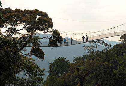 Rwanda - Parc national de Nyungwe - Wild Frontiers