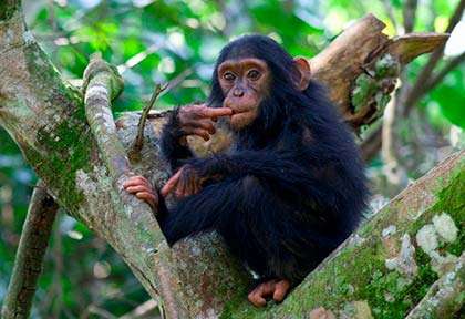 Rwanda - Parc national de Nyungwe - Wild Frontiers