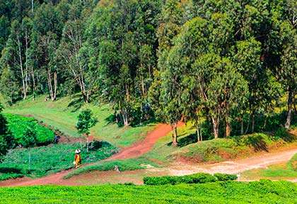 Rwanda - Parc national de Nyungwe - Shutterstock Tetyana Dotsenko