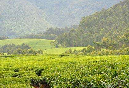 Rwanda - Parc national de Nyungwe - Great lakes