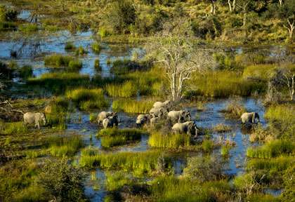 Delta de l'Okavango