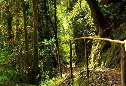 Rwanda - Parc national de Nyungwe - Palast Tours