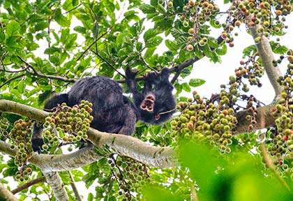 Rwanda - Parc national de Nyungwe