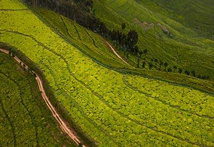Rwanda - Parc national de Nyungwe