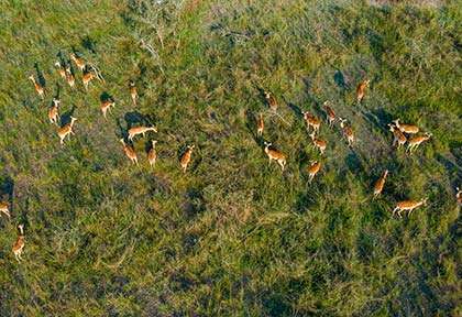 Rwanda - Parc national d'Akagera - Palast Tours