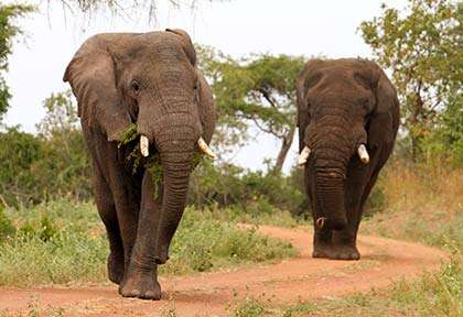 Rwanda - Parc national d'Akagera