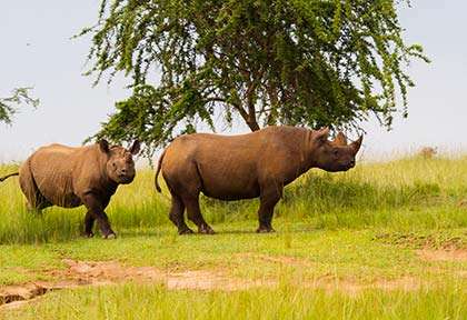 Rwanda - Parc national d'Akagera  - Palast Tours