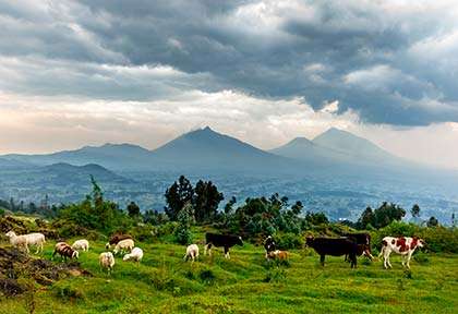 Rwanda - Le Parc national des Volcans