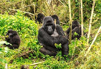 Rwanda - Gorilles du Parc national des Volcans - Istock Terri Lea Mays