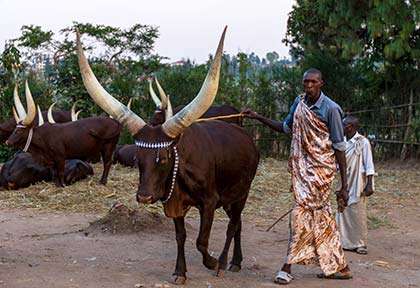 Rwanda - Nyanza - Palast Tours
