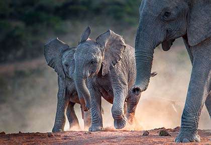 Elephants troupeau