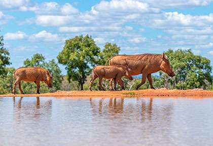 Waterberg, Phacochères